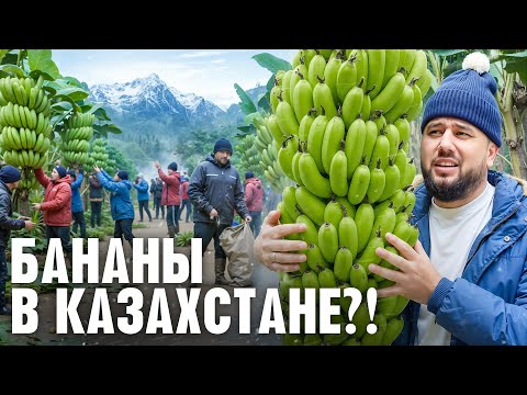 Как выращивают БАНАНЫ в Казахстане. Бизнес на бананах. Тепличный бизнес