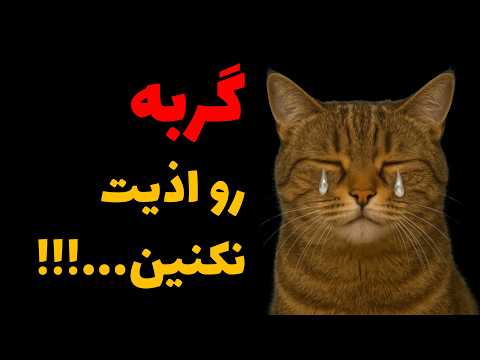تمام اشتباهات رایجی که گربه های خونگی رو رنج میده تواین ویدیو یاد میگیری