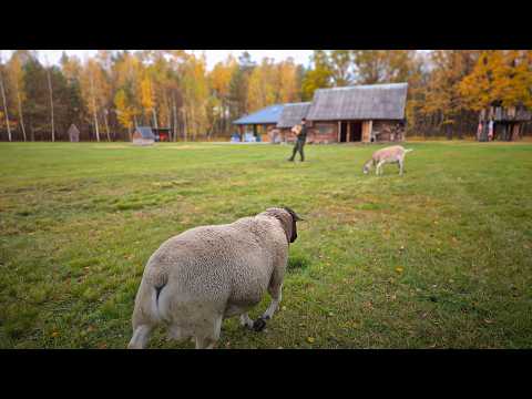 A happy couple and their animals live in a forest village in autumn, far from civilization.Zeppelins