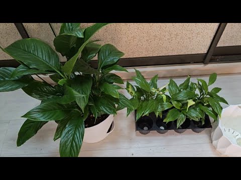 ЖАЛЕЮ, что РАНЬШЕ так не выращивала СПАТИФИЛЛУМ, самый простой способ получить пышный куст