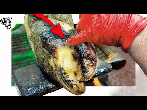 HUGE ULCER hangs out of COWs HOOF!