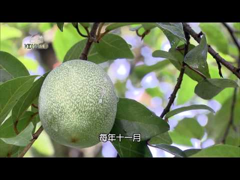 冒險爬高採愛玉 - 台灣1001個故事