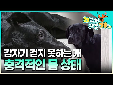 밖에서는 잘 뛰다가도 집에 들어오면 전혀 걷지 못하는 개. 병원에서도 알아차리지 못했던 충격적인 몸 상태에 눈물 흘리는 보호자│#왜그러냥귀엽개