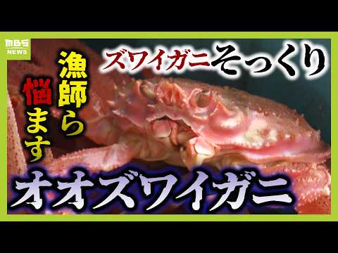 ズワイガニの"そっくりガニ"が大量発生　値段は８分の１！？消費者はうれしい反面...ズワイガニ漁師たちには大打撃「単価が安くなると生活にも響く」（2024年11月25日）