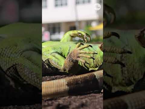 Cold-stunned iguanas appear 'frozen' as Florida's temperatures plummet