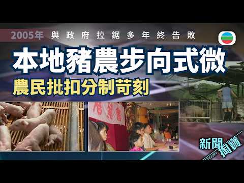 新聞掏寶|本地豬農僅存四十多戶 養豬業走向末路?|香港歷史片段|無綫新聞 TVB News