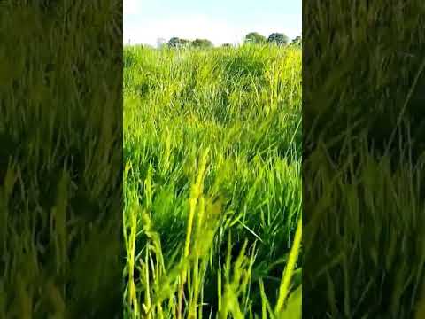 My 3 Wheeled Death Machine! - ATC90 Restoration