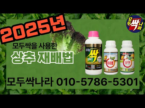 [모두싹나라]2025년 모두싹 상추 재배방법 안내 문의전화 010-5786-5301