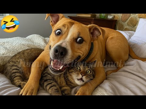 Funniest Cats and Dogs Clips 2025🐕🐈 Try Not To Laugh 😂