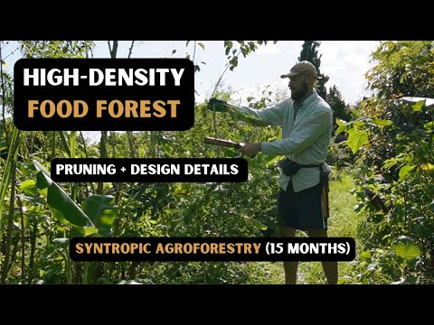 High Density Food Forest Pruning + Design (15 month syntropic system)