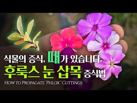 식물의 증식, 때가 있습니다. 후룩스 눈 삽목 증식법