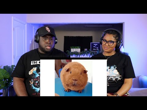 Kidd and Cee Reacts To PETS are the WORST (Degenerocity)