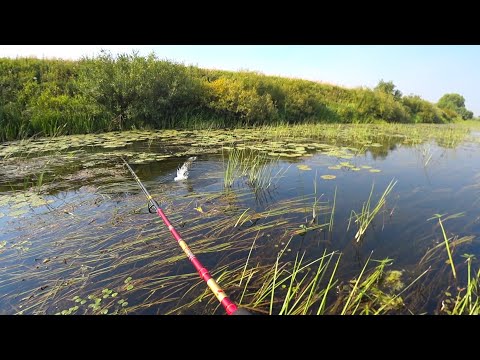 ТУТ СОТНИ ЩУК, НА глубине 15 см. ВСЕ АТАКИ на ВИДУ! Рыбалка спиннинг