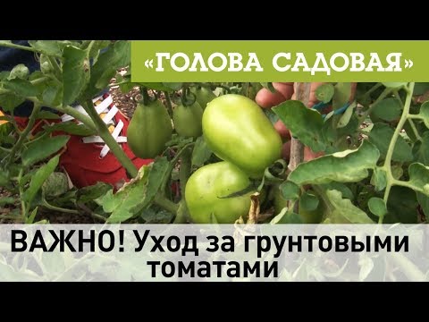 Голова садовая - ВАЖНО! Уход за грунтовыми томатами