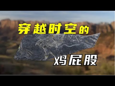 【鬼谷闲谈】政和八闽鸟：一具“不存在”的遗骸