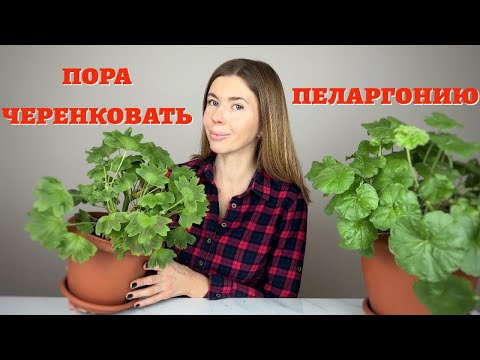 The easiest and most effective way to root pelargonium cuttings