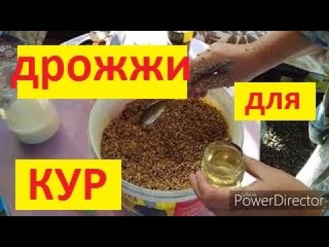 Куры не несутся ? //Дрожжевание Корма для кур / Период линьки у кур// Дрожжи для кур несушек