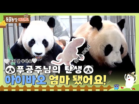 [#TV동물농장레전드] 국내 최초 아기 판다의 탄생🥳 꼬물이 푸바오야 태어나줘서 고마워🤍 / EP. 981 #TV동물농장 #AnimalFarm #SBSstory