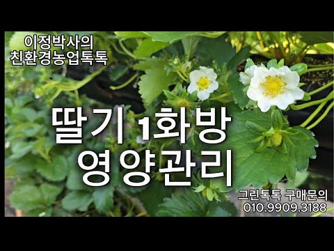 35편)딸기 1화방의 모든 것 | 생육·온습도·관수·영양관리·유황딸기 총정리 #딸기1화방 #딸기농사 #유황딸기#그린톡톡 #딸기영양관리 #프리미엄딸기 #스마트팜#농업기술 #딸기품질