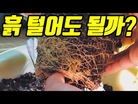 분갈이 흙을 털어도 될까요?분갈이하는 방법은 다양합니다. 시기는 봄입니다.물빠짐,과습,준비물을 준비하지 않으면 몸살이 옵니다. 관엽식물은 마사토와 펄라이트 산야초 상토를 이용하세요