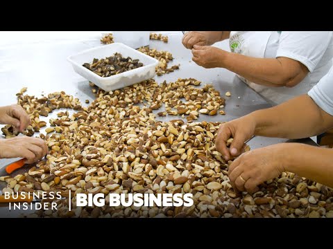 How 40,000 Tons Of Brazil Nuts Are Collected Deep In The Amazon Rainforest | Big Business