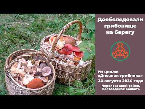 We further examined the mushroom patch on the shore. Mushroom picker's diary, August 30, 2024.