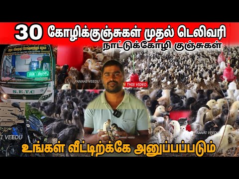 🔥தமிழ்நாடு முழுவதும் நாட்டுக்கோழி குஞ்சுகள் உங்கள் வீட்டிற்கே டெலிவரி // nattu kozi  #pannaiveedu