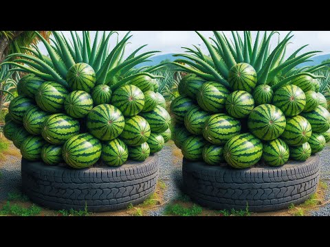i found the best way for grafting watermelon with aloe vera to produce the great fruit
