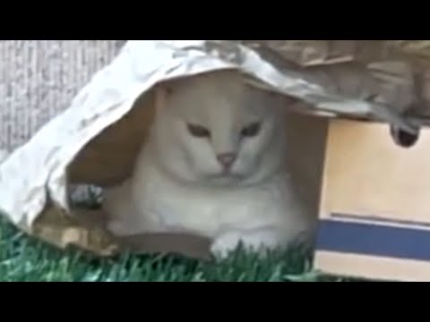 Elderly rescue cat loves only one human