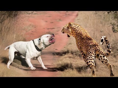When Animals Messed With The Wrong Opponent