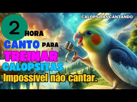 Calopsita Cantando 2 horas de Canto de Calopsita Para Treinar Sua Calopsitas Assobio de Calopsitas