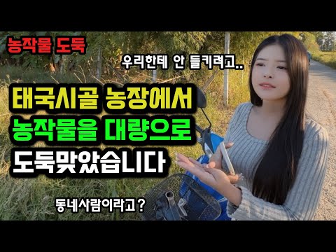 애써키운 시골 농작물을 대량으로 도둑맞았습니다. 가로등도 없는 태국시골에서 어떻게 해야될까요? 🇰🇷🇹🇭