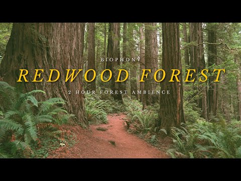 Redwood Forest Soundscape | 4K Forest Walk, Not AI | Natural Ambience | Study & Meditation