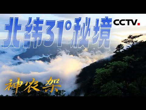 走进神秘的神农架！北纬31°秘境 在这里生活着中国十分之一的野生动物【CCTV纪录】