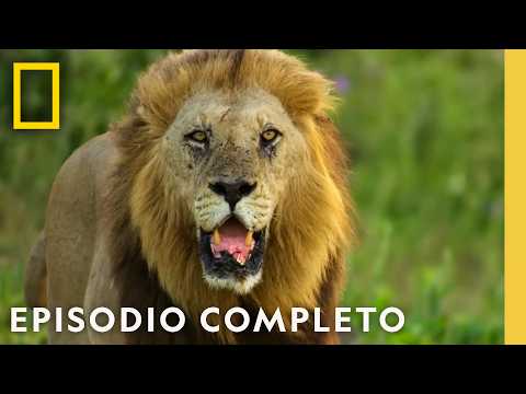 Resiliencia de Perros Salvajes | Reino Salvaje | Nat Geo en Español