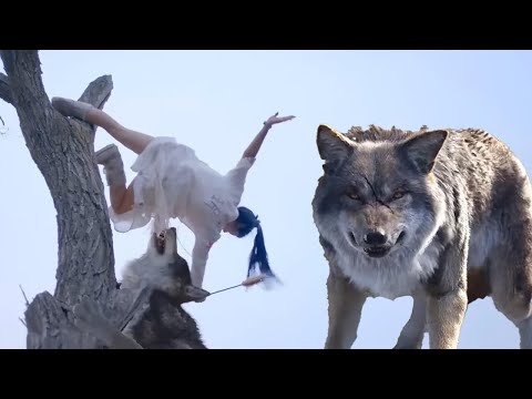 A wolf pack surrounded the injured girl, unaware that she was actually a kung fu master