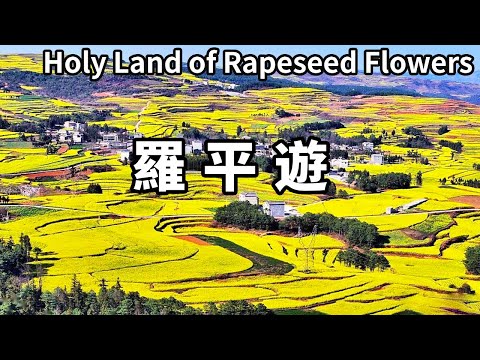 You must come to Yunnan Luoping in March of early spring! The thousand-mu oilseed rape flowers are