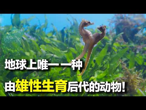 这个就是爱情!那些离谱的求偶故事，动物世界欢乐多