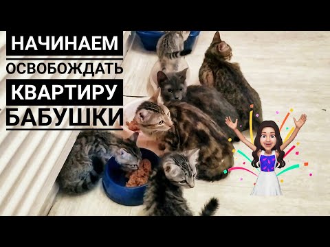 2 ЧАСТЬ: Я Забрала у бабушки 8 кошек осталось 24 шт🙊 Одного уже пристроила😍