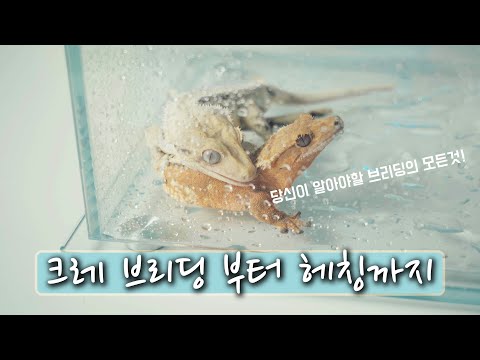 [Cre Special] Cre Breeding | Everything You Need to Know About Breeding | A Must-Read for Beginne...