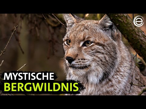 The Harz Mountains – Icy peaks, wild valleys | Experience Earth