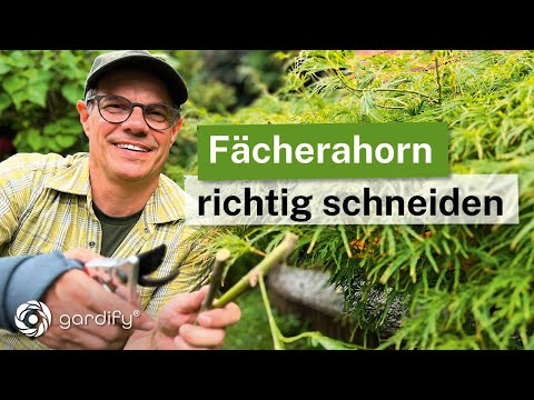 Fächerahorn richtig schneiden: So gelingt der Formschnitt!