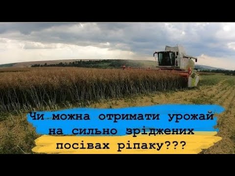 Збирання ріпаку. Який урожай може дати сильно зріджений  посів? #жнива2022 #ріпак  #raps #rape