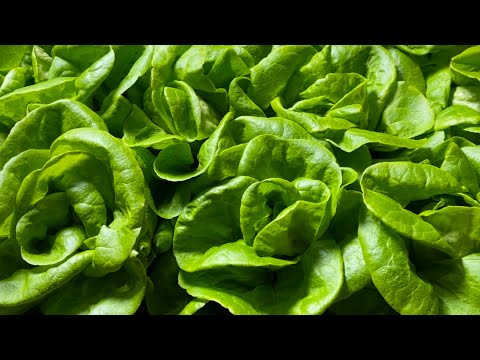 Tips for growing winter lettuce and other salad leaves | part 1