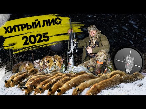 Got 122 foxes in one day! Cunning fox 2025. Fox hunting in Belarus