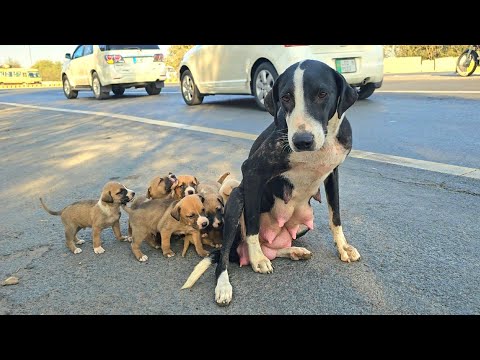 Thrown Away Like Trash... But Still Fighting for Her Babies 💔😭