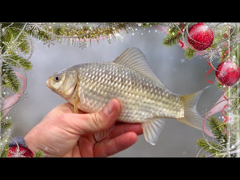 Зимний фидер. Последние караси уходящего года.