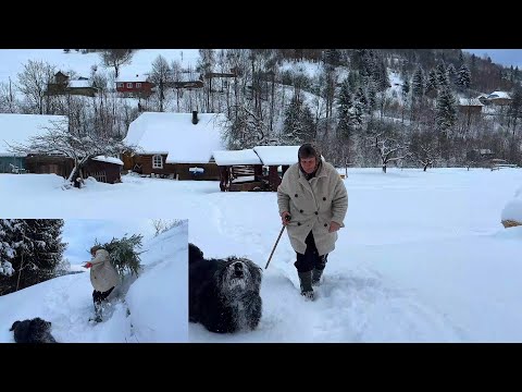 Hard life in the village and preparation for the holidays - Winter ❄ day in the Carpathians 🏔