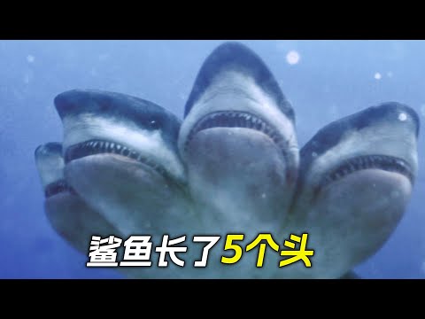 鯊魚長出了二三四五六個頭，瘋狂地攻擊人類，科幻，奇幻，電影，解說，獵奇，懸疑，冒險，鯊魚