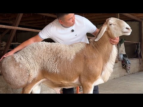 Алматылық Жандос ағаның шаруашылығы 